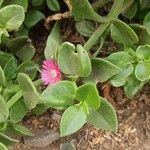 Mesembryanthemum cordifolium Blad