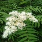 Sorbaria kirilowii ফুল