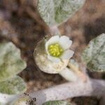 Neurada procumbens Vekstform