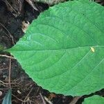 Clerodendrum speciosissimum Hoja