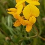 Lotus corniculatus Fleur