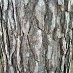 Pinus nigra Bark