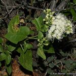 Ageratina herbacea Flower