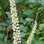 Actaea elata Flower