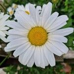 Leucanthemum maximumFlor