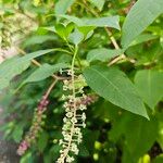 Phytolacca bogotensis Fulla