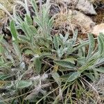 Inula montana Leaf