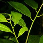Virola multiflora Leaf