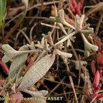 Atriplex pedunculata Frucht