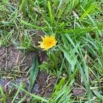 Taraxacum dissectumFlower