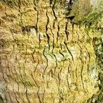 Thrinax parviflora Corteza