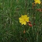 Oenothera stricta ফুল