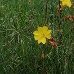 Oenothera stricta Кветка