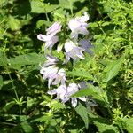 Campanula tracheliumFlor