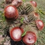 Melocactus intortus ফুল