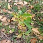 Rubia tinctorum Leaf