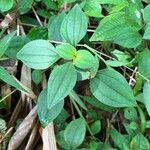 Heterotis decumbens Blatt