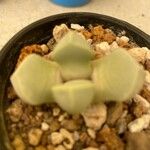 Lapidaria margaretae Hoja