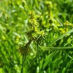 Carex flava Cvet