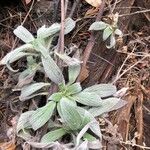 Phacelia hastata Folha