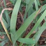 Iris pseudacorus Leaf