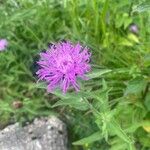 Centaurea phrygia 花