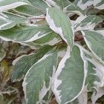 Cornus alba Leaf