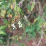 Heliotropium angiospermum Flor