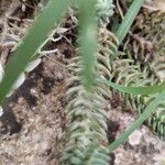 Petrosedum ochroleucumLapas