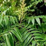 Rhus glabra Leaf