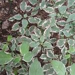 Cornus alternifolia Celota