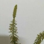 Lycopodium annotinumЛіст