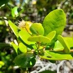 Myrceugenia exsucca Hoja