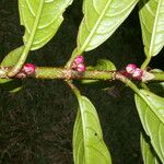 Drymonia stenophylla Цвят
