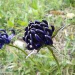 Phyteuma orbiculare 花