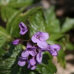 Cardamine pentaphyllos Květ