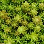 Sedum japonicum Lapas