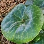 Asarum europaeum Leaf