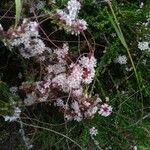 Cuscuta epithymum 花