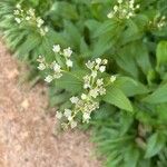 Parthenium integrifolium Kukka