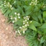 Parthenium integrifolium फूल