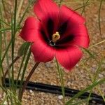 Romulea monadelpha Flower