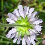 Knautia integrifolia Flower