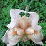 Iris × germanica Flower