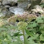 Eupatorium cannabinumFlower