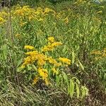 Solidago giganteaফুল