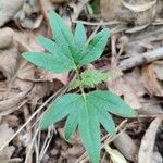 Ranunculus hispidus Leaf