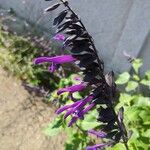 Salvia guaranitica Flors