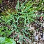 Laserpitium peucedanoides Blad