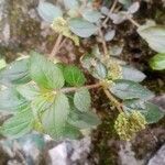 Euphorbia hirta Ffrwyth